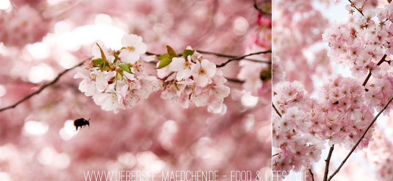 Kirschblüten photographieren mit Hummel