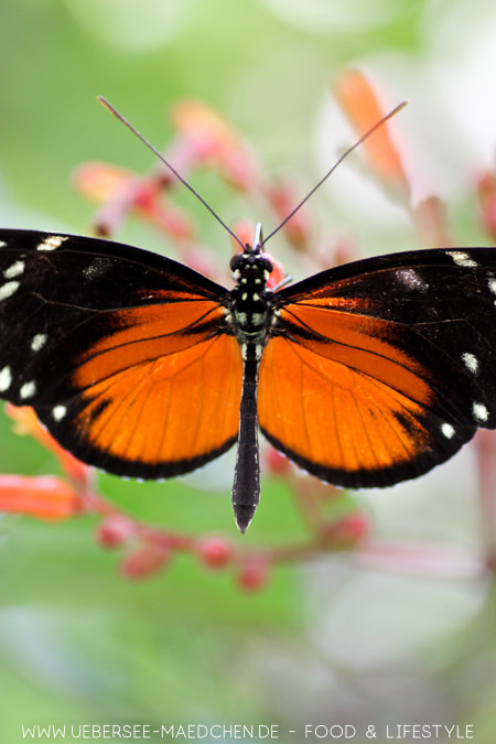Ein Schmetterling im Schmetterlingshaus der Blumeninsel Mainau