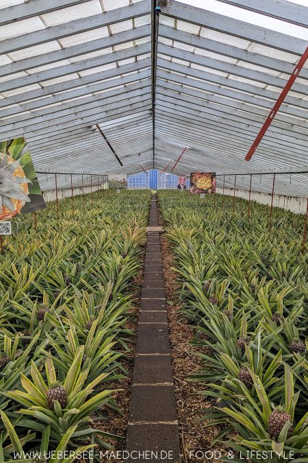 Foodies sollten auf den Azoren eine Ananas-Plantage besuchen